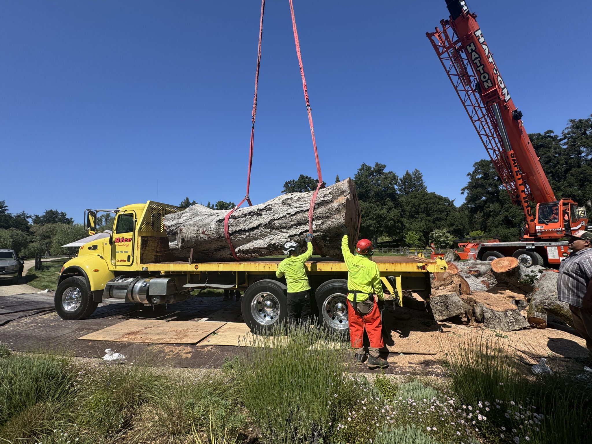 Tree Removal Operations Why Winter Is the Best Time for Tree Removal in the South Bay