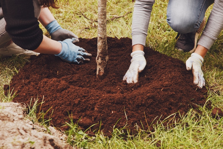 tree planting advice