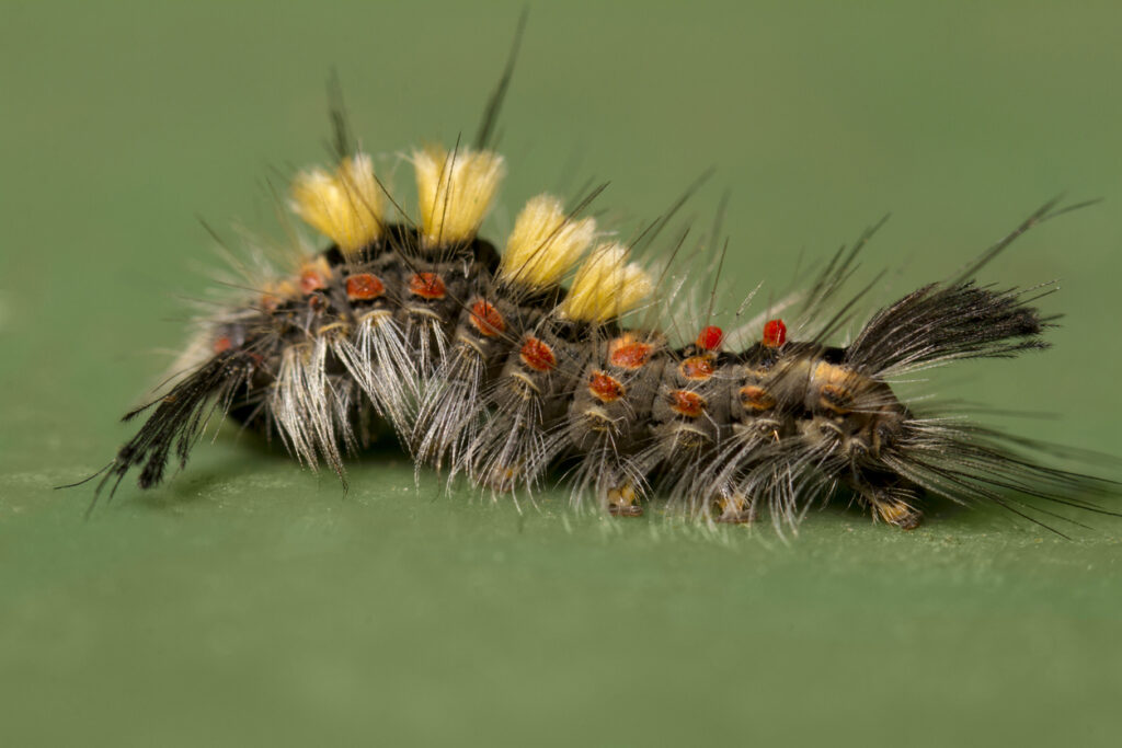 western tussock moth treatment