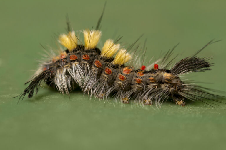 western tussock moth treatment