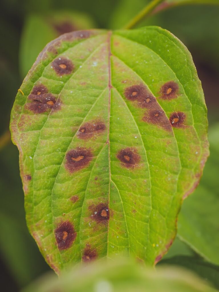 anthracnose symptoms
