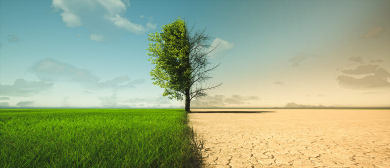 drought stress tree care