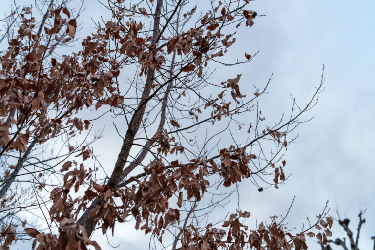 dying tree post winter