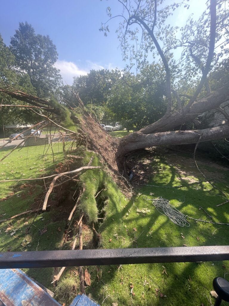 storm damaged fallen tree